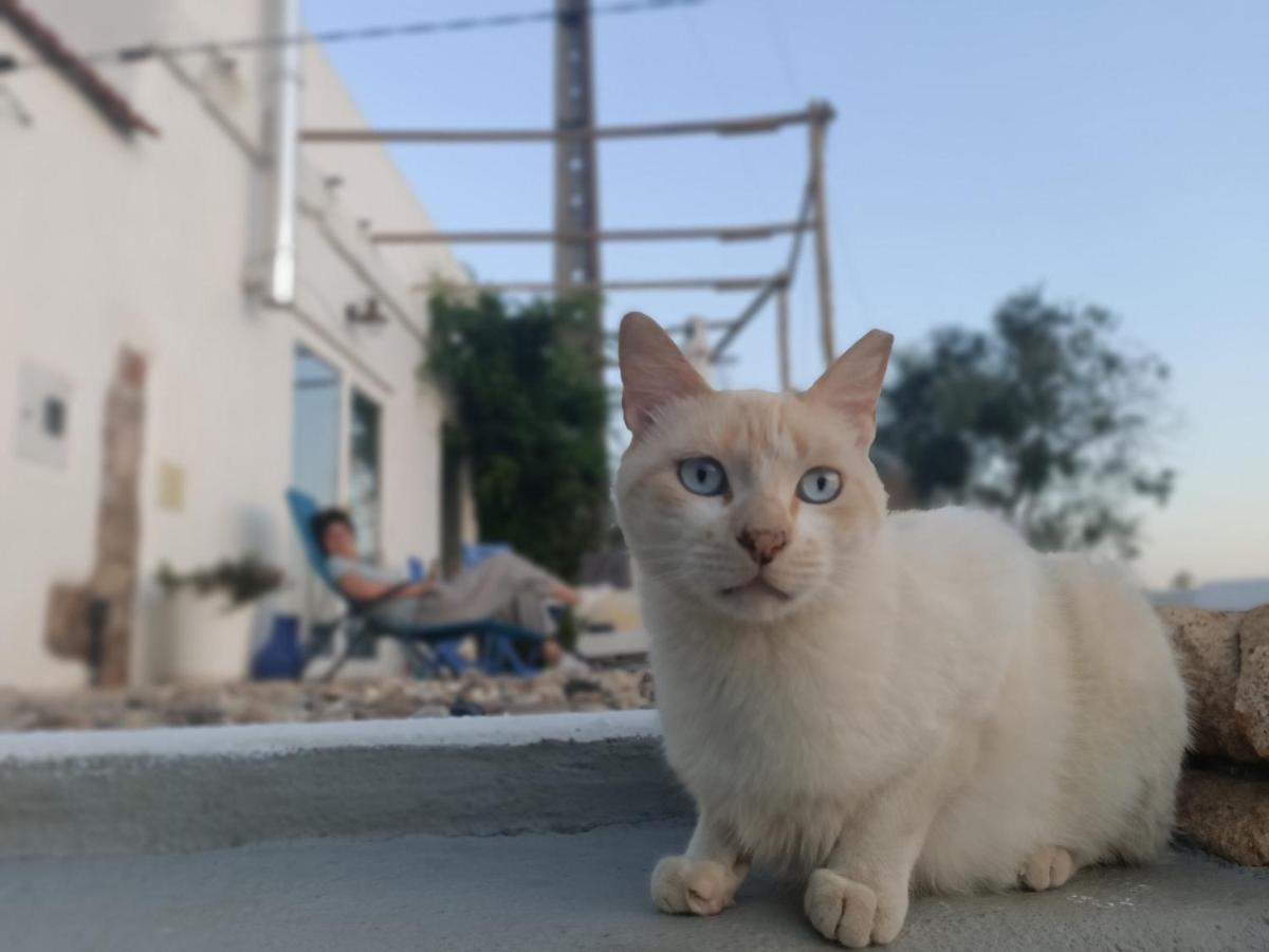 阿加尼尔Casa Do Gato Preto公寓 外观 照片